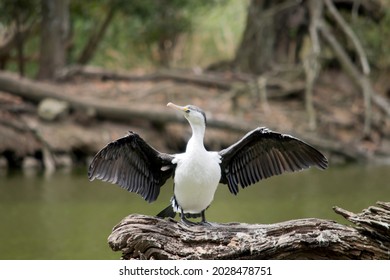 The Pied Cormorant Is A Black And White Seabird