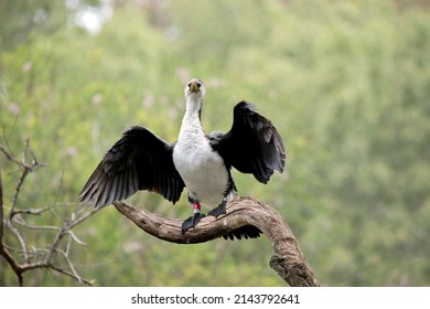 The Pied Cormorant Is Black And White Water Bird