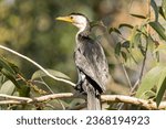A Pied Cormorant perched on a tree branch