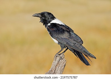 A pied crow (Corvus albus) perched on a branch, Etosha National Park, Namibia