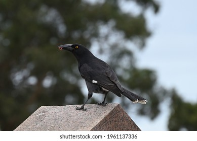 A pied currawong standing atop a structure with a worm in its mouth