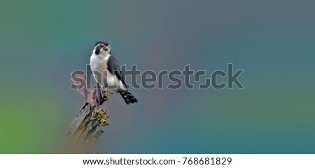 Similar – European Pied Flycatcher