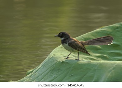 Pied Fantail Bird 