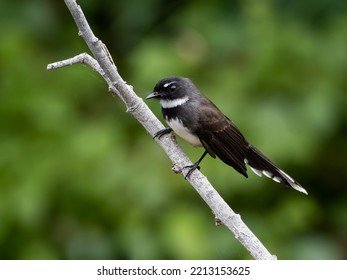 Pied Fantail Bird In Thailand.