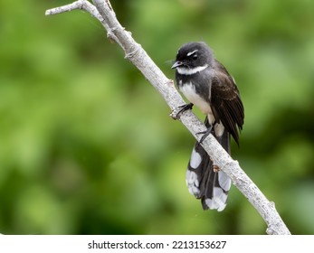 Pied Fantail Bird In Thailand.