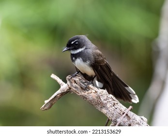 Pied Fantail Bird In Thailand.