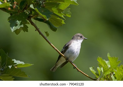 pied flycatcher, female
