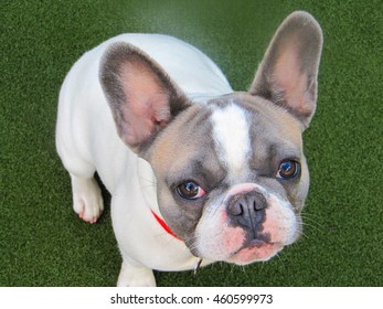 blue pied french bulldogs