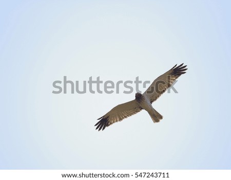 Similar – white-tailed eagle Hunting