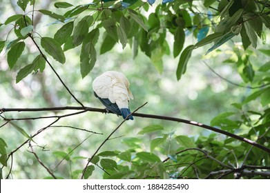 Pied Imperial Pigeon, The Pied Imperial Pigeon Perched On A Branch With Its Personal Time