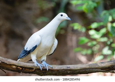 Pied Imperial Pigeon, The Pied Imperial Pigeon Perched On A Branch With Its Personal Time