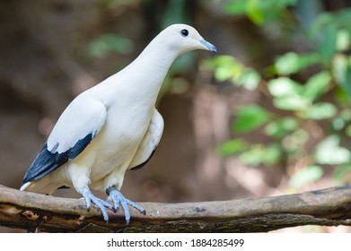 Pied Imperial Pigeon, The Pied Imperial Pigeon Perched On A Branch With Its Personal Time