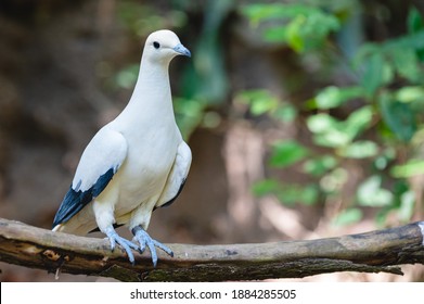 Pied Imperial Pigeon, The Pied Imperial Pigeon Perched On A Branch With Its Personal Time