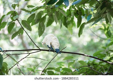 Pied Imperial Pigeon, The Pied Imperial Pigeon Perched On A Branch With Its Personal Time