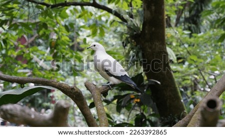 Pied imperial-pigeon, Ducula bicolor.he pied imperial pigeon (Ducula bicolor) is a relatively large, pied species of pigeon. It is found in forest, woodland, mangrove, plantations and scrub in Southea