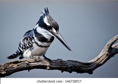 Pied King Fisher