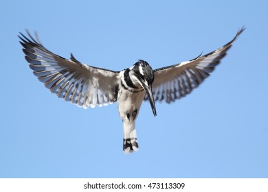 Pied Kingfisher