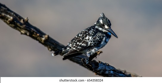 Pied Kingfisher