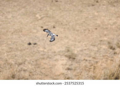 A Pied Kingfisher bird at Kruger national park - Powered by Shutterstock