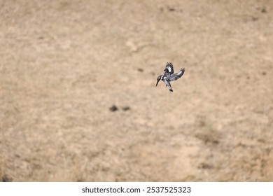 A Pied Kingfisher bird at Kruger national park - Powered by Shutterstock