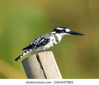 A pied kingfisher bird perched on the top of a wooden fence post in an African safari landscape - Powered by Shutterstock