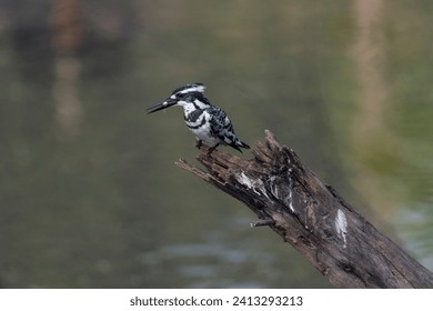 Pied kingfisher bird perched on a branch with use of selective focus on a particular part of the bird, with rest of the bird, the branch and background blurred. - Powered by Shutterstock