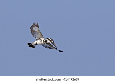 Pied Kingfisher (Ceryle Rudis) Jaffna Peninsula, Sri Lanka