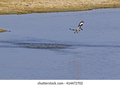 Pied Kingfisher (Ceryle Rudis) Jaffna Peninsula, Sri Lanka