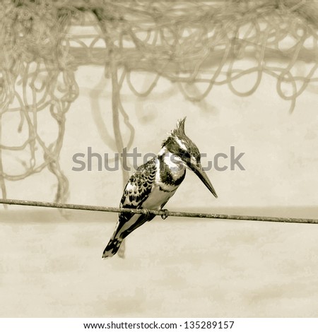Similar – Image, Stock Photo bird Eating Beautiful