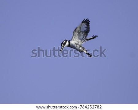 Similar – Image, Stock Photo White-fronted geese