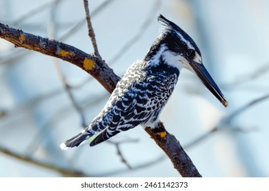 Pied Kingfisher perched on a branch in Kruger National Park in South Africa. - Powered by Shutterstock