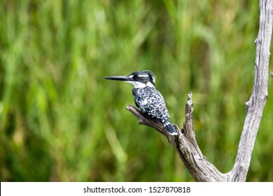 A Pied Kingfisher sitting perched on a dry tree branch. It is looking to the side with it's big eyes, most likely looking for fish below. Green background from the reeds.