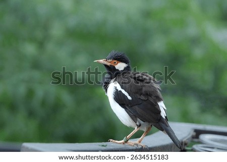 The pied myna or Asian pied starling or Jalak Suren (Gracupica contra), Local myna bird from Indonesia
