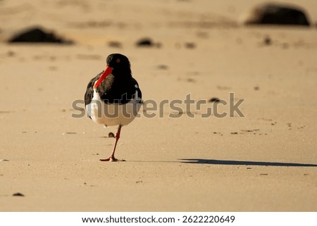 The pied oystercatcher (Haematopus longirostris) is black with a white breast and belly, have a bright orange-red bill, eye-rings and legs and a red eye. This one is balancing on one leg on the sand.