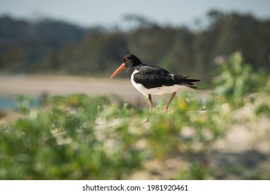 Pied Oystercatcher On The Beach At Sussex Inlet, NSW, Australia