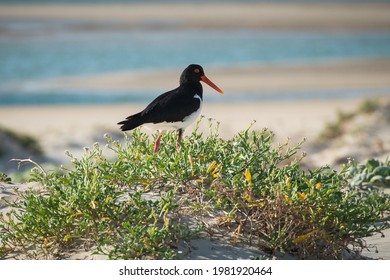 Pied Oystercatcher On The Beach At Sussex Inlet, NSW, Australia