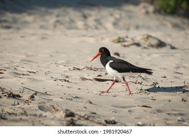 Pied Oystercatcher On The Beach At Sussex Inlet, NSW, Australia