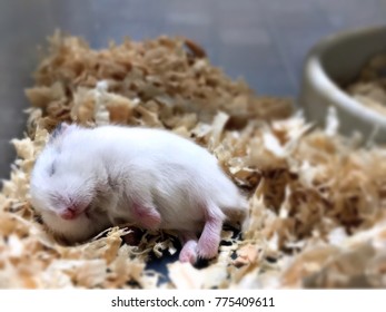 Pied Roborovski Dwarf Hamster