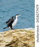 Pied Shag or Australian Pied Cormorant Flapping Wings