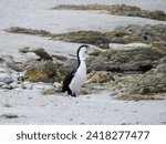 Pied Shag or Australian Pied Cormorant on Beach