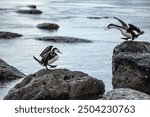 Pied Shag in Kaikoura, New Zealand