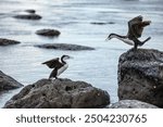 Pied Shag in Kaikoura, New Zealand