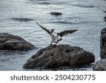 Pied Shag in Kaikoura, New Zealand