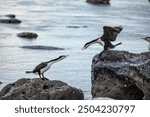 Pied Shag in Kaikoura, New Zealand