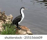 Pied shag at a lake