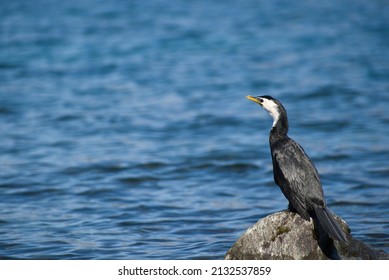 A Pied Shag Looking Out Across Lake Wakatipu In Queenstown NZ