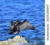 Pied Shag (Phalacrocorax varius) drying and preening its feathers