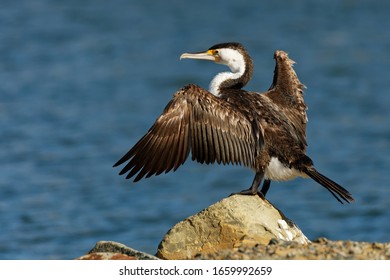 Pied Shag - Phalacrocorax Varius - Karuhiruhi Drying Its Wings And Feathers After The Sea Hunting. Australia, New Zealand. Black And White Cormorant With Green Eye And Sharp Beak.