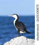 Pied Shag (Phalacrocorax varius) perching on a rock