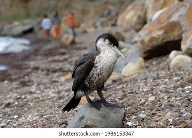 Pied Shag Sits On Rocks as Children Play in New Zealand